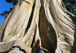 Bayan-ancient-tree