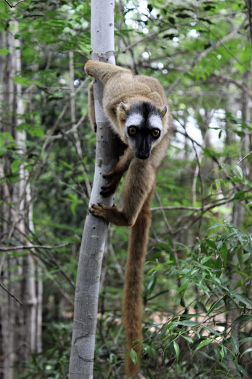 lemur-marrÃ³n