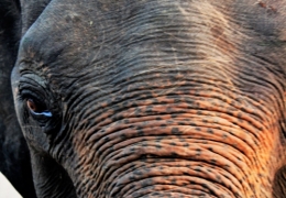 Elefante-en-Udawalawe