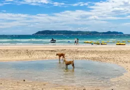 Perros-en-la-playa
