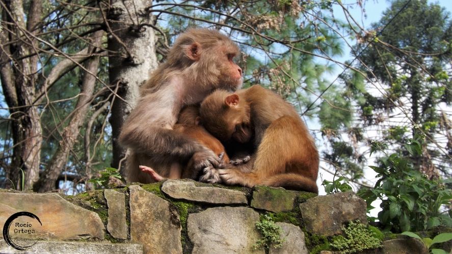 Templo de los monos (Swayambhunath)